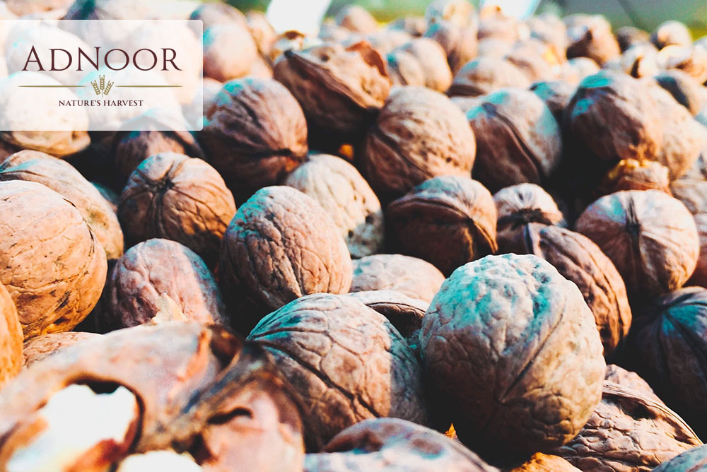 All You Need To Know About Walnuts - Adnoor