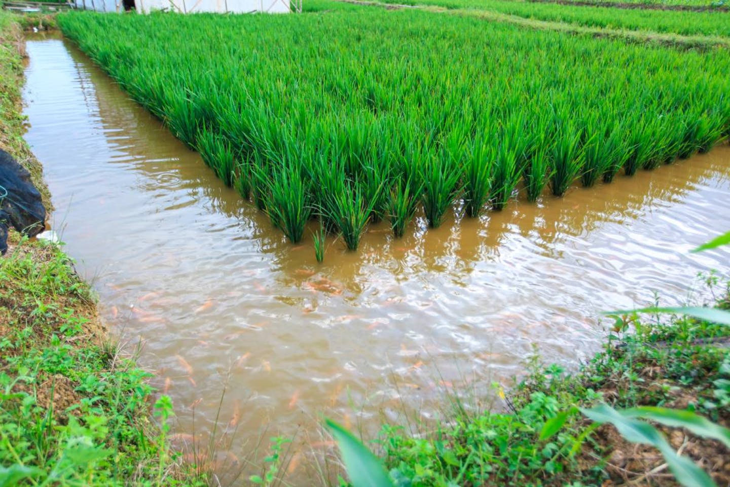 Rice Farming