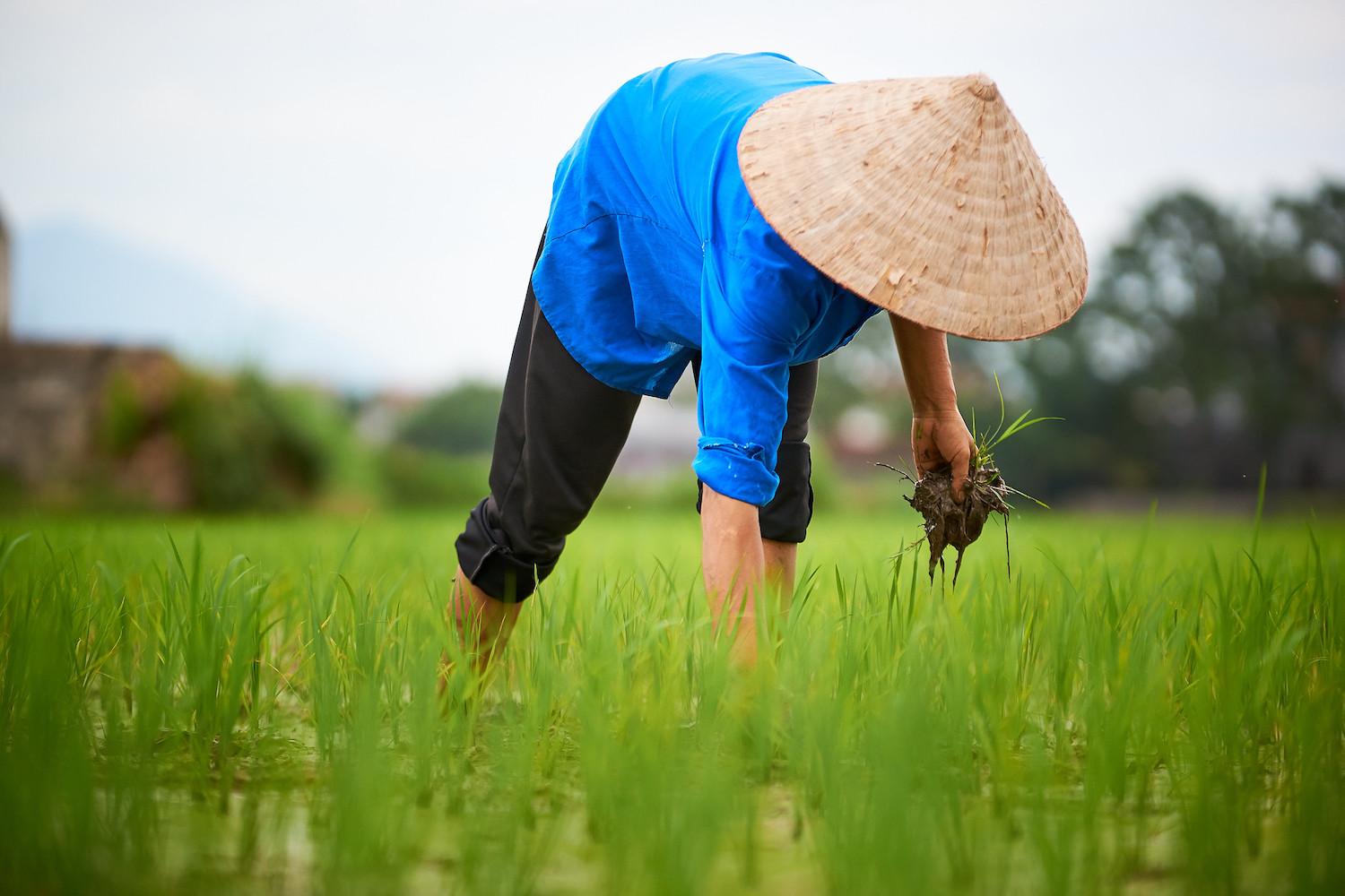 Rice Farming